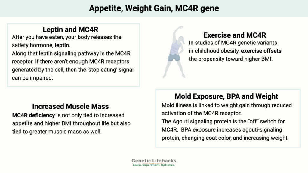 Appetite, Weight Gain, MC4R gene