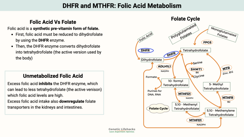 DHFR and MTHFR: Folic Acid Metabolism, excess folic acid, the folate cycle