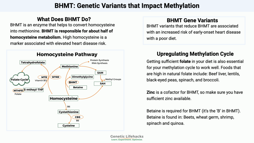 BHMT gene variants, BHMT in the methylation cycle