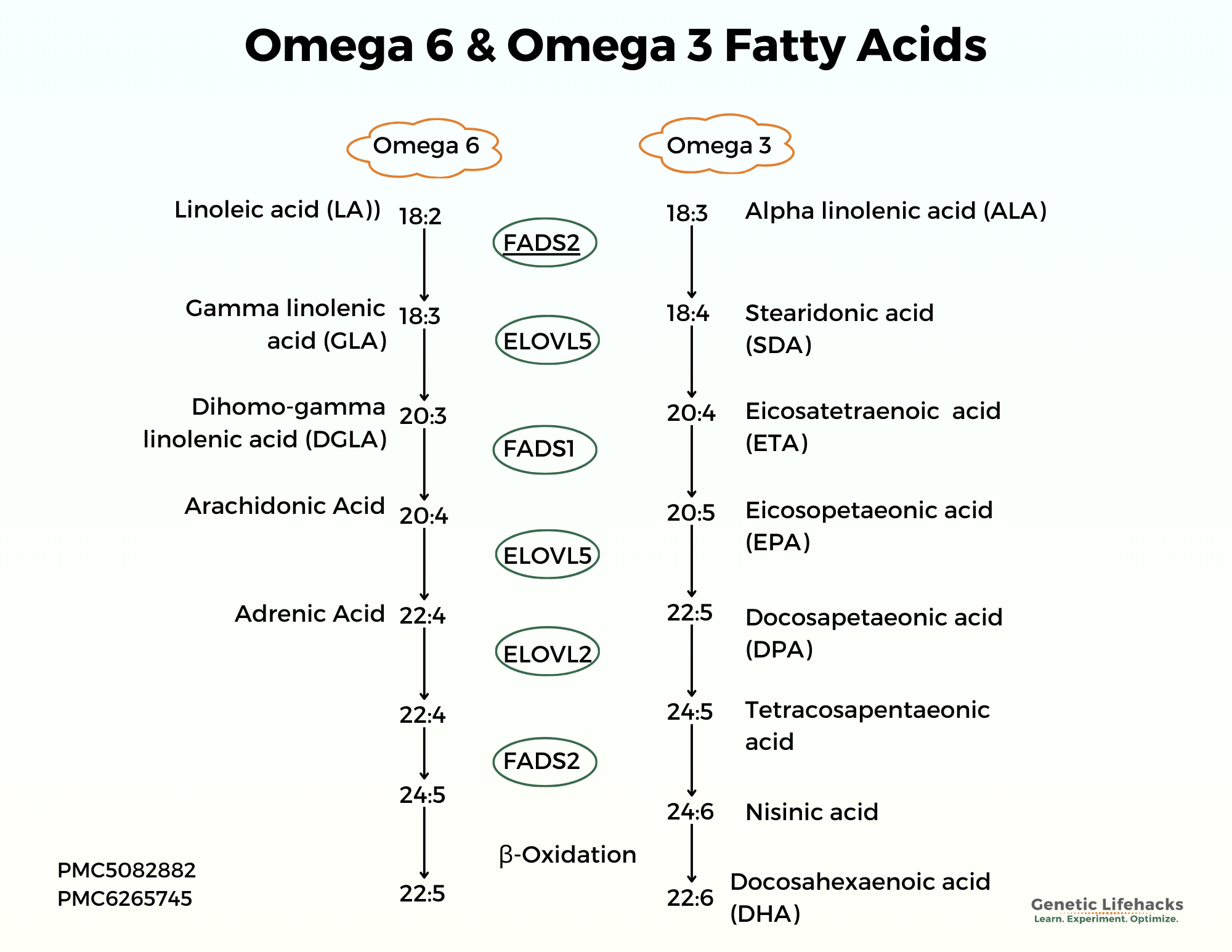 Omega 3 and Omega 6 fatty acids conversion chart