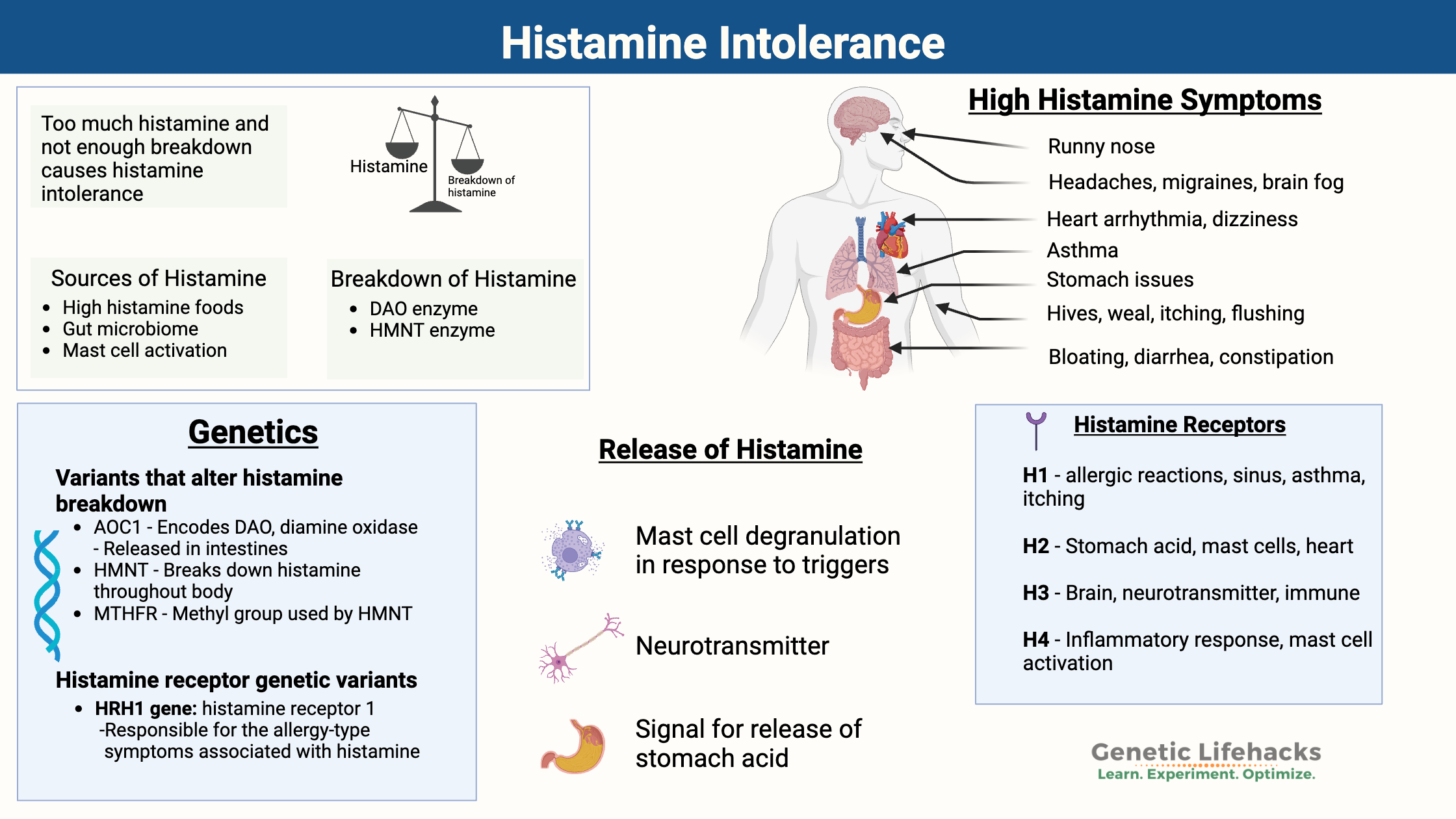 Histamine intolerance symptoms, genetic components, histamine