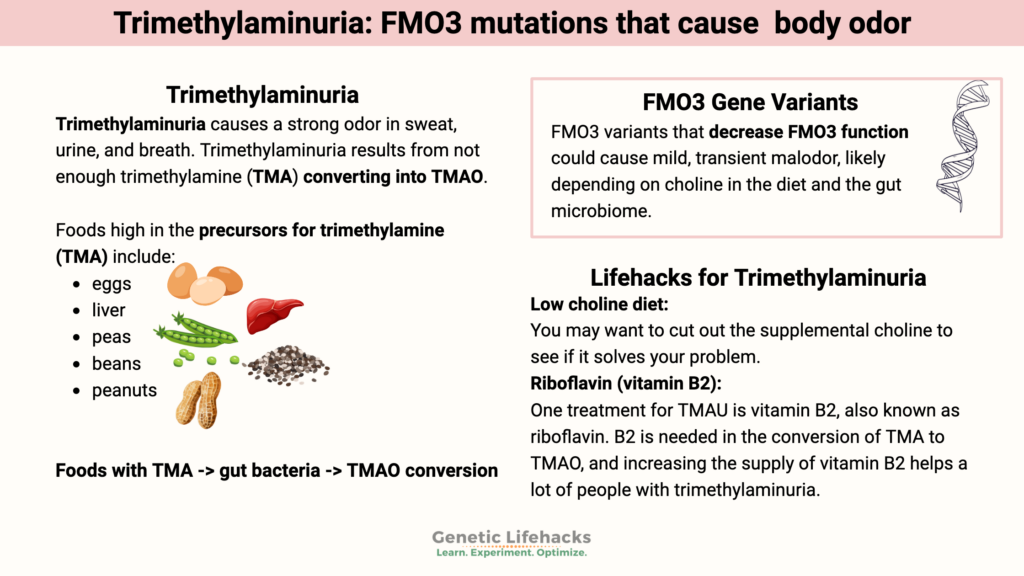 Trimethylaminuria: FMO3 mutations that cause body odor