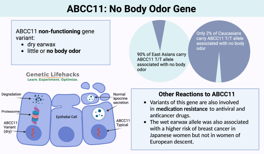 ABCC11 Graphical Abstract: Body odor and ear wax. Variants cause body odor and wet earwax.