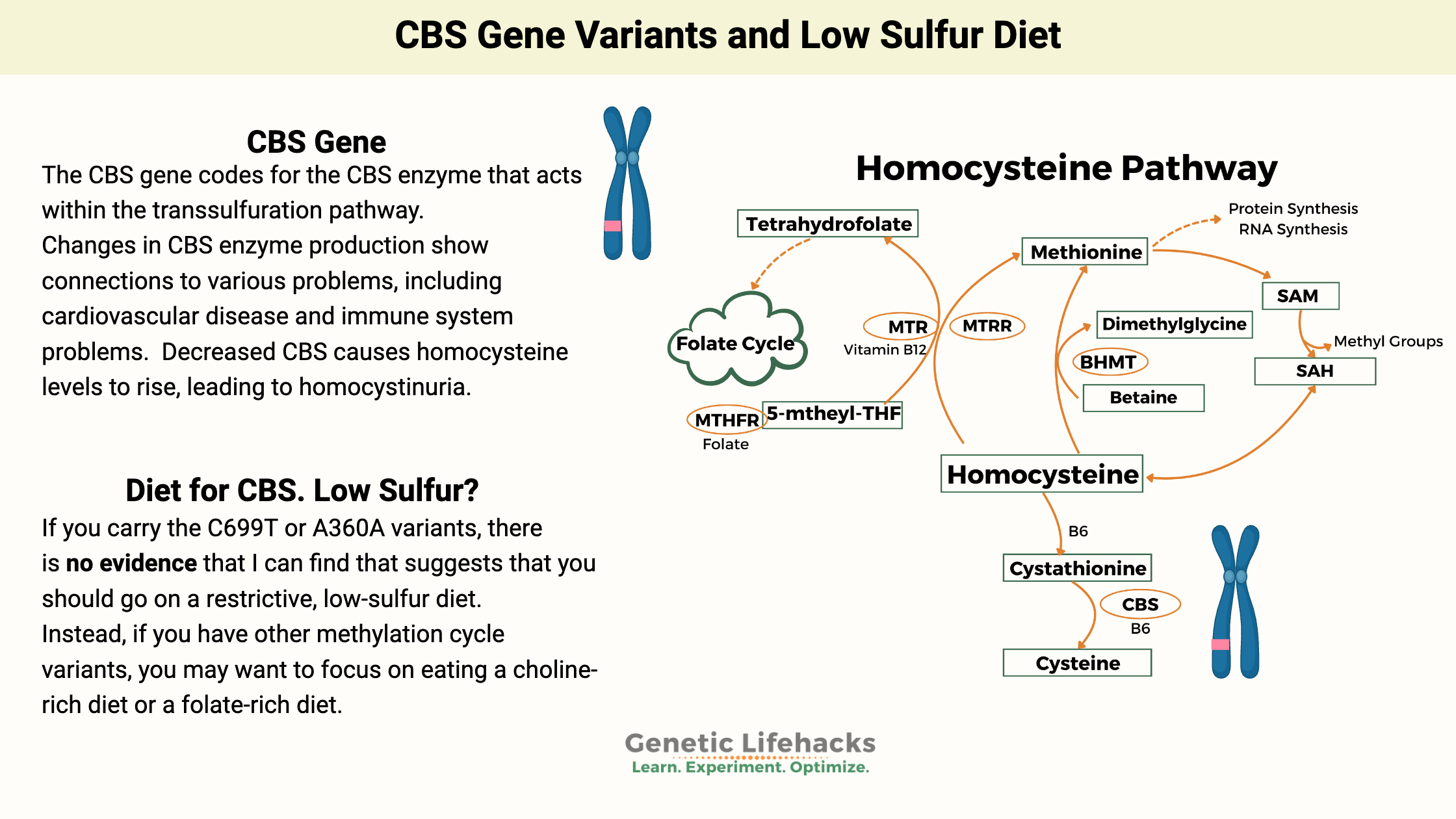 CBS gene, low sulfur diet, CBS gene variants and homocysteine levels