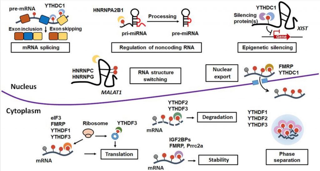 FTO and m6A methylation: From COVID to Cancer to Obesity