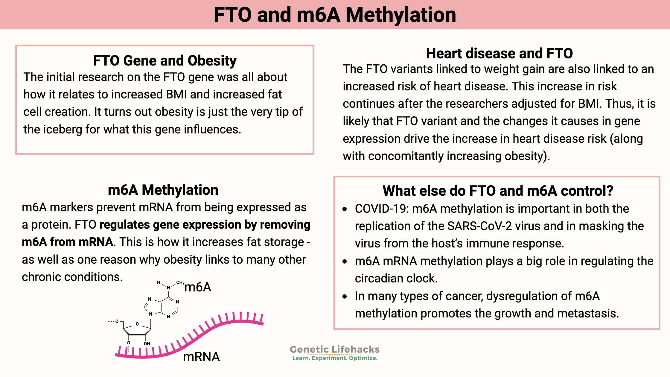 New research on FTO gene variants, FTO and heart disease, viral susceptibility