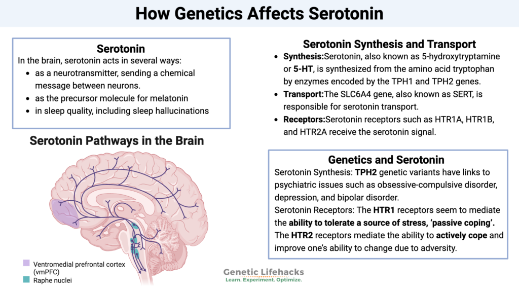 How Genetics Affects Serotonin, serotonin transport and receptors