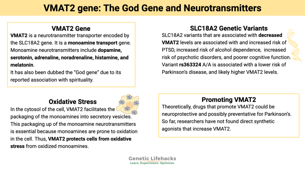 VMAT2 gene: serotonin, Neurotransmitters,  monoamine transport gene