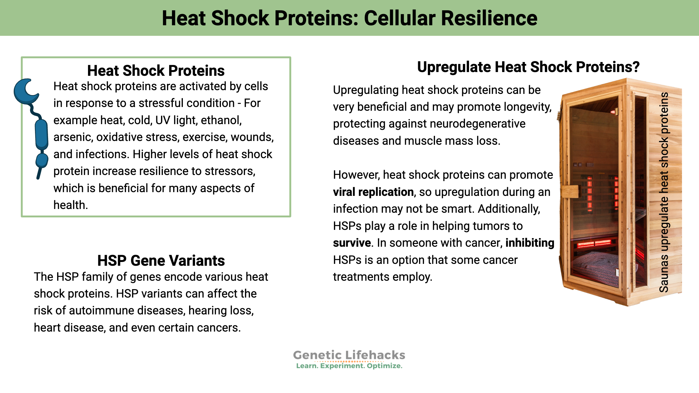 Genetic variants that affect Heat Shock Proteins Reasons to upregulate and downregulate heat shock proteins