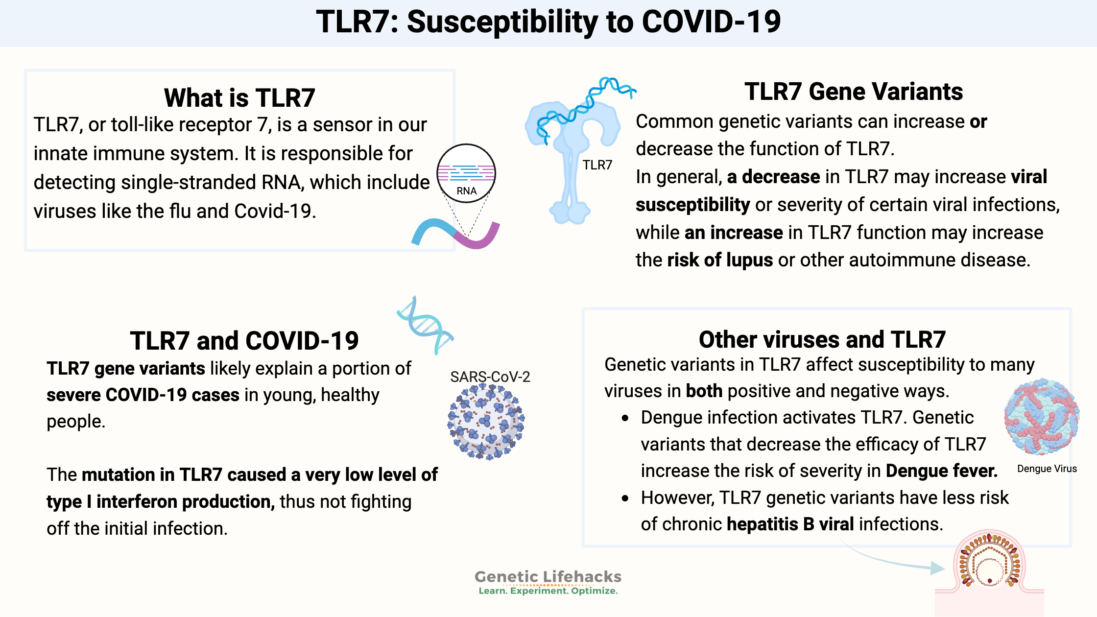 TLR7: Susceptibility to COVID-19