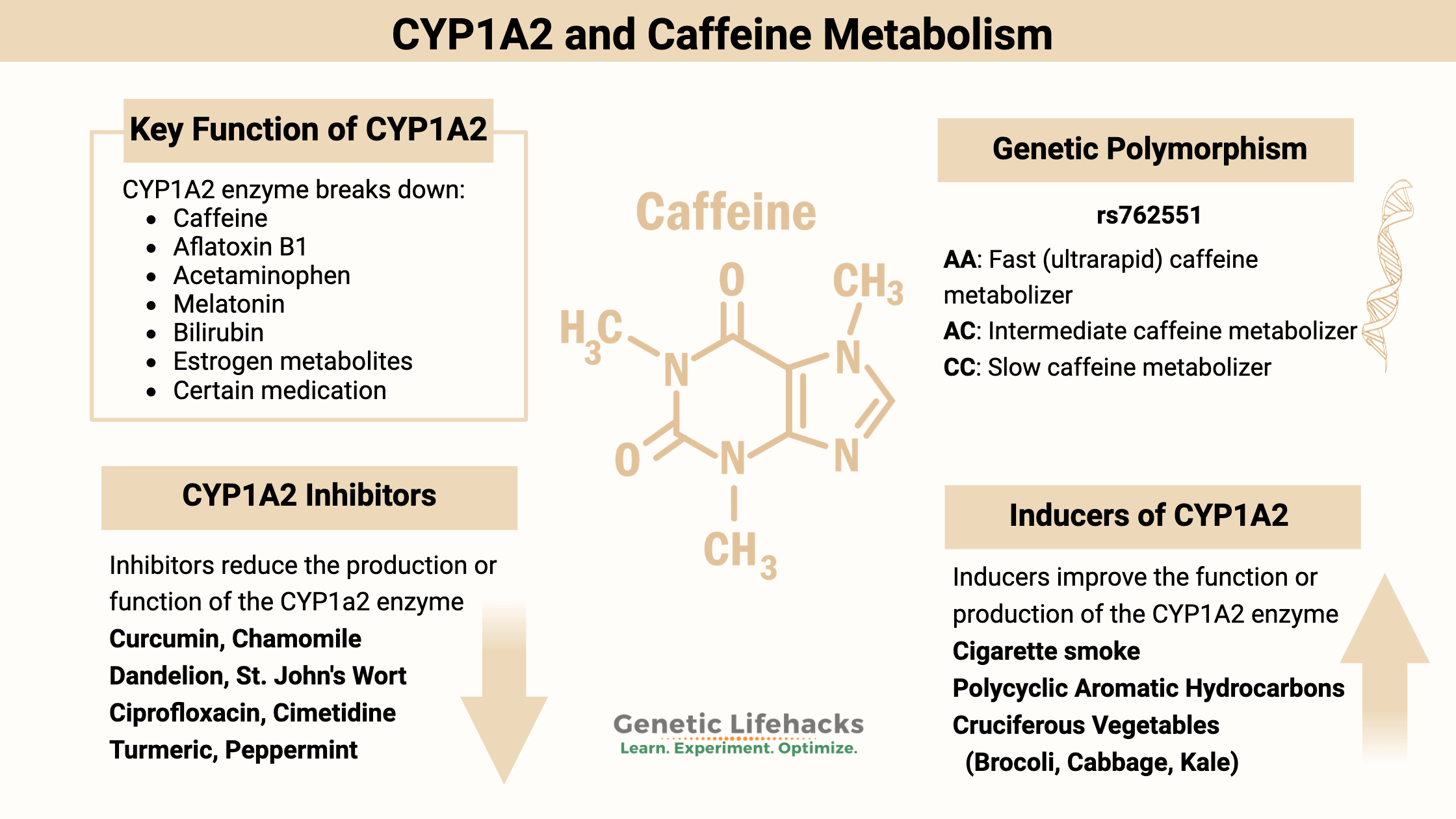 CYP1A2 caffeine metabolizer, CPY1A2 function, CYP1A2 ultrarapid metabolizer, CYP1A2 inhibitors