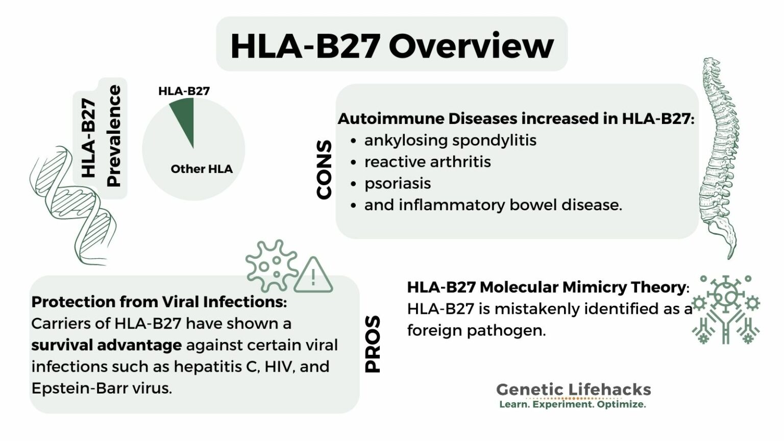 Hla b27 что это такое простыми словами. Антиген HLA b27. Увеит, ассоциированный с HLA-b27. Гены и антигены HLA.