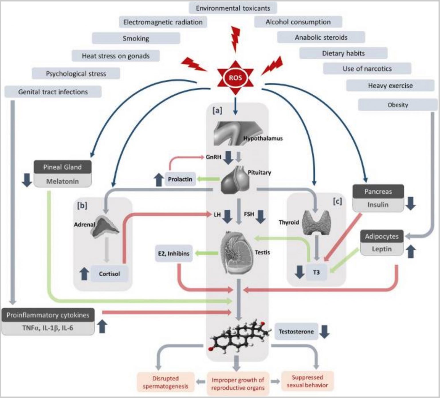 Genetic Causes of Male Infertility