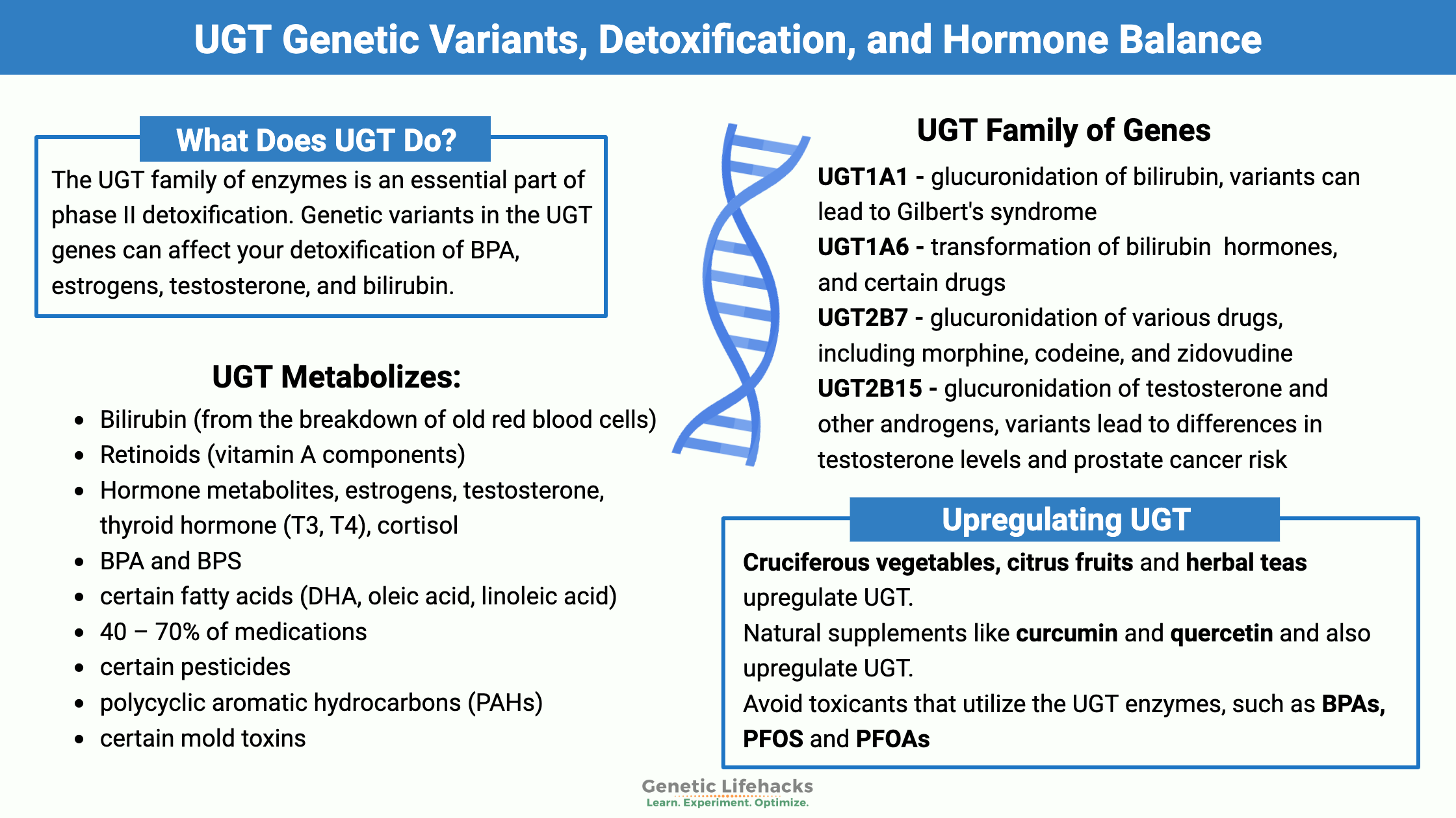 UGT Genetic Variants, Detoxification, and Hormone Balance. Ways to upregulate UGT