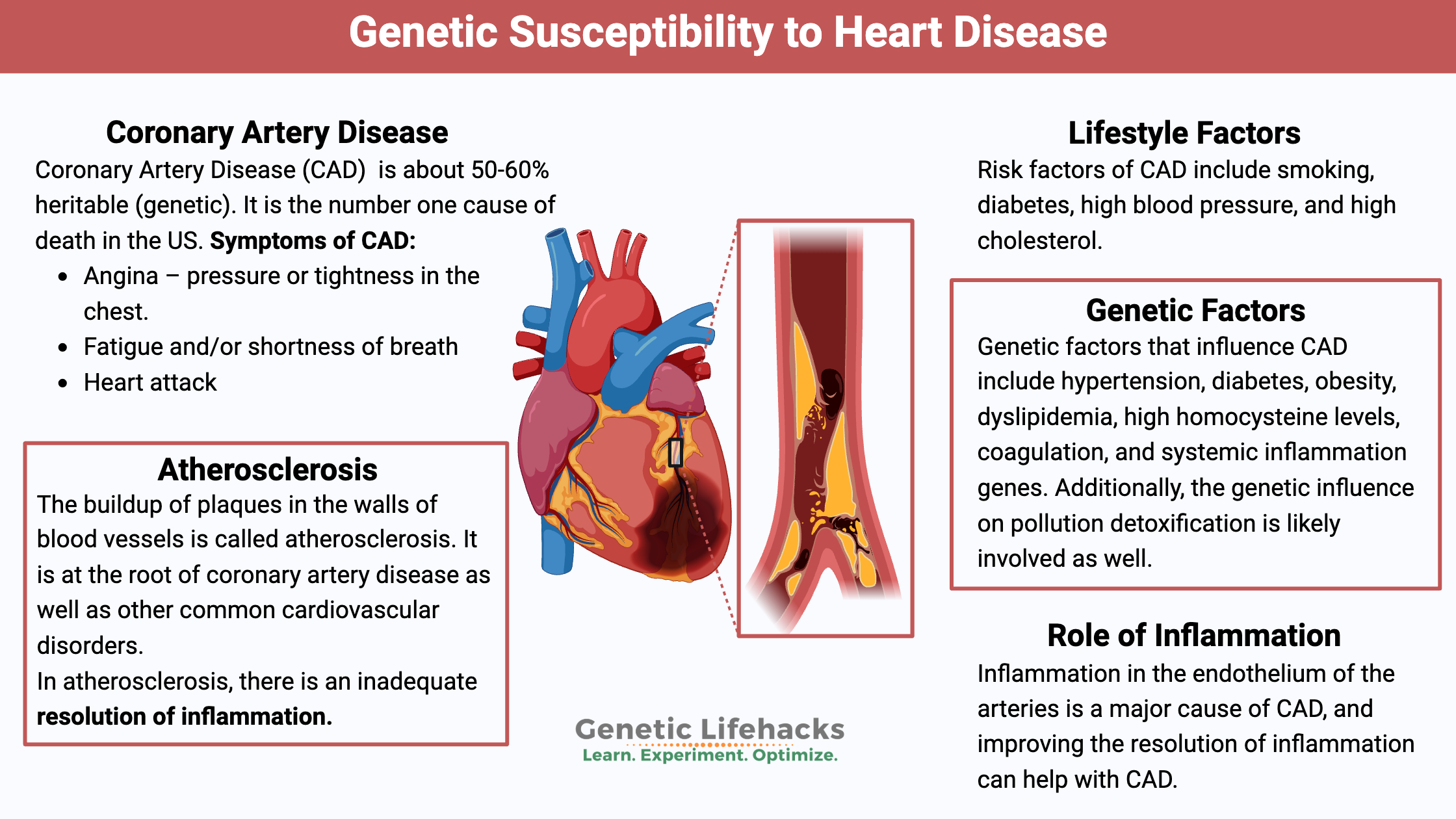 Genetic Susceptibility to Heart Disease, Coronary Artery Disease. Role of inflammation in heart disease.