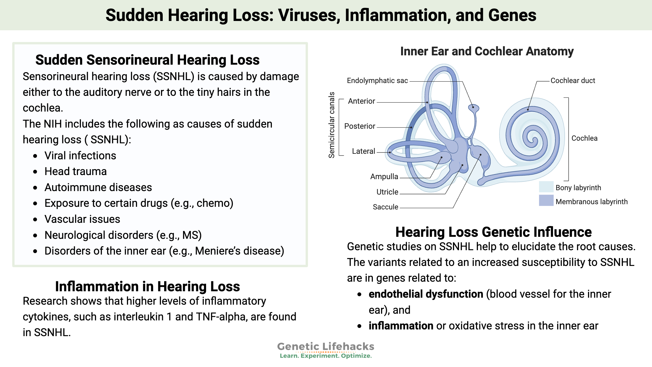 Sudden Hearing Loss: Viruses, Inflammation, and Genes