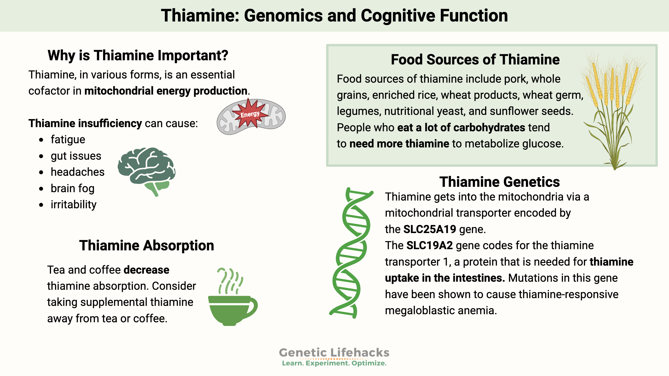 Thiamine Genetics, foods high in thiamine, thiamine transporters