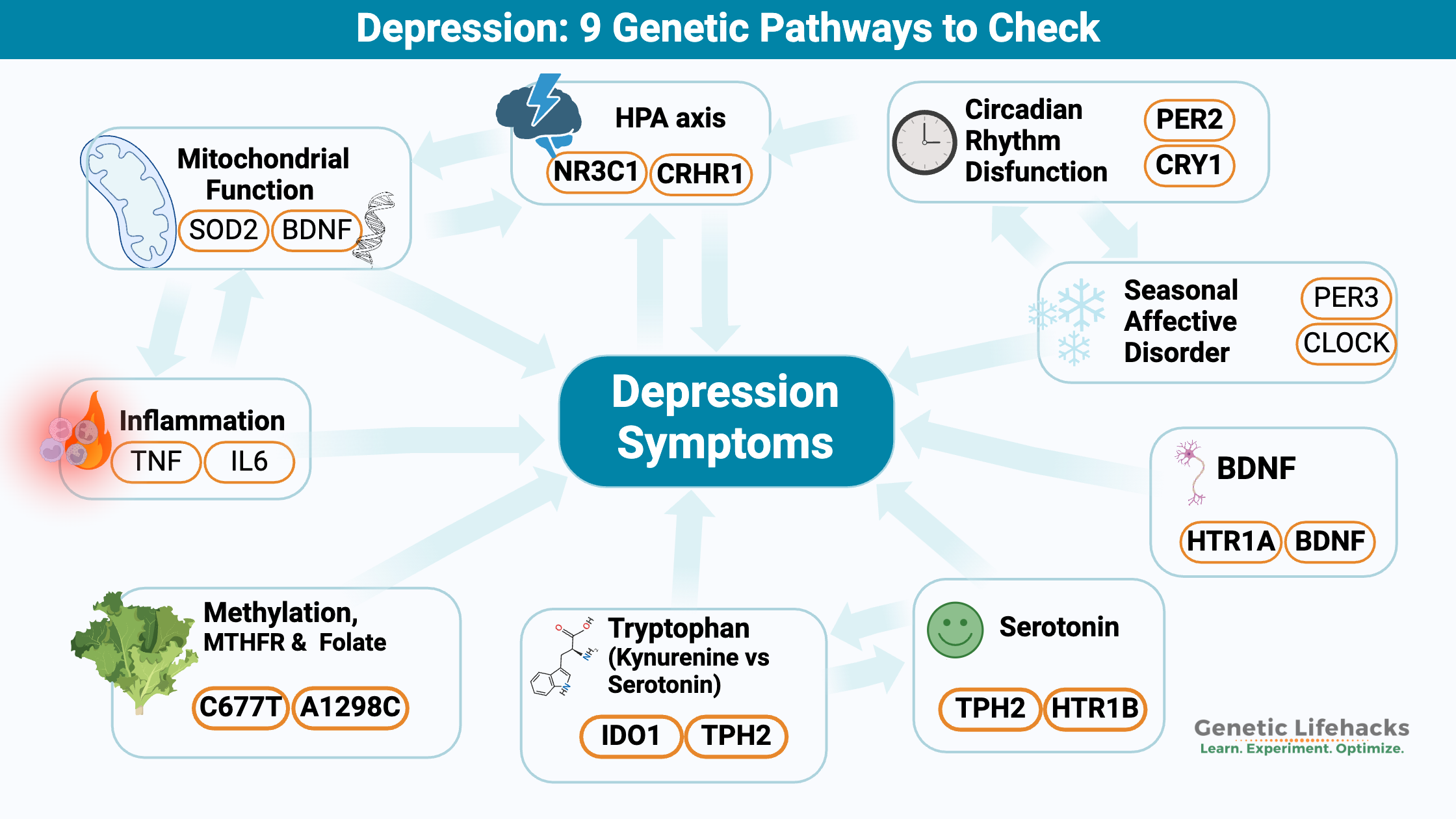 Genetic Causes of Depression, 9 Genetic pathways that cause depression, Circadian Rhythm, BDNF, Serotonin genes