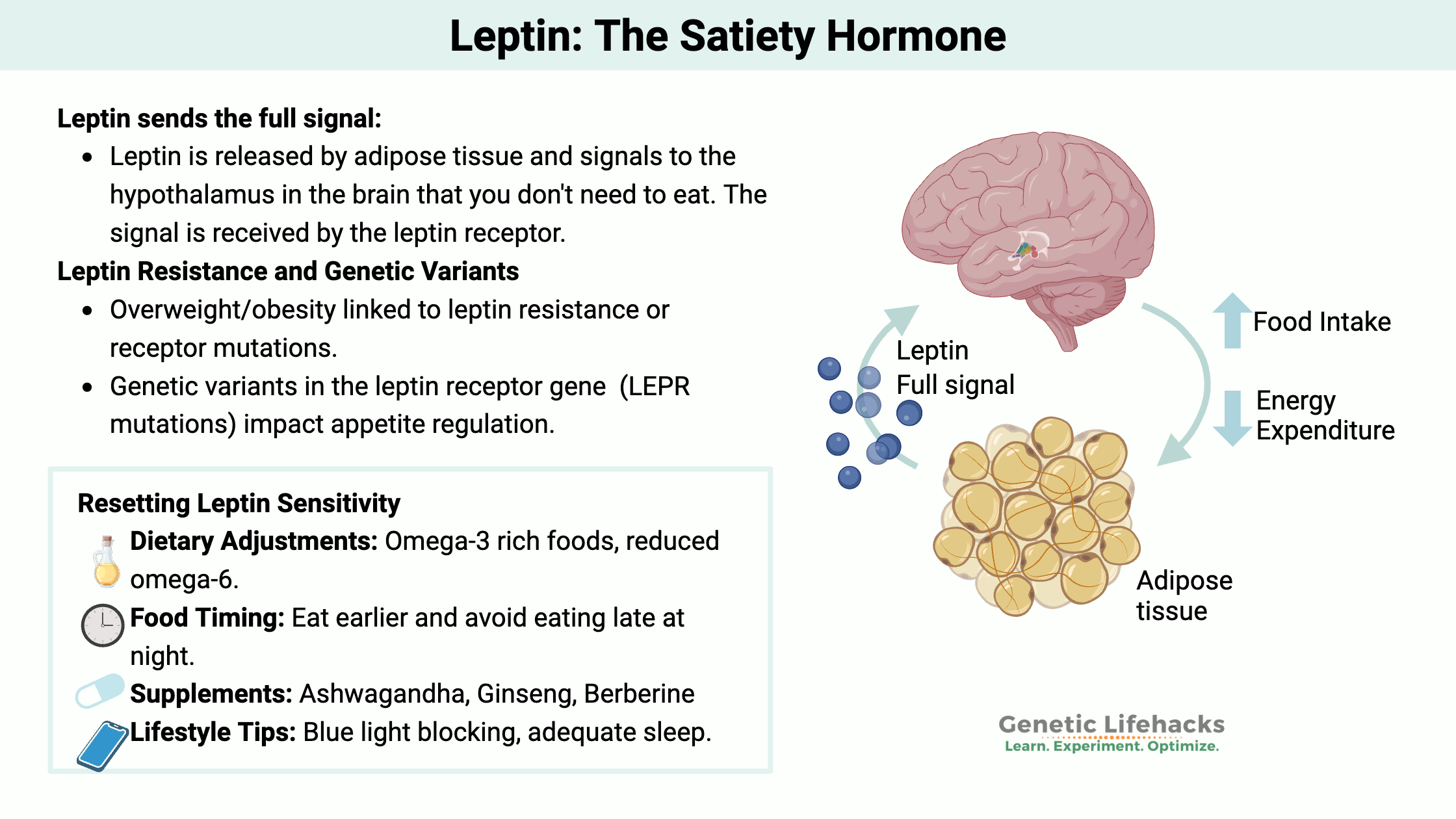 Leptin: The Satiety Hormone Resetting Leptin Sensitivity