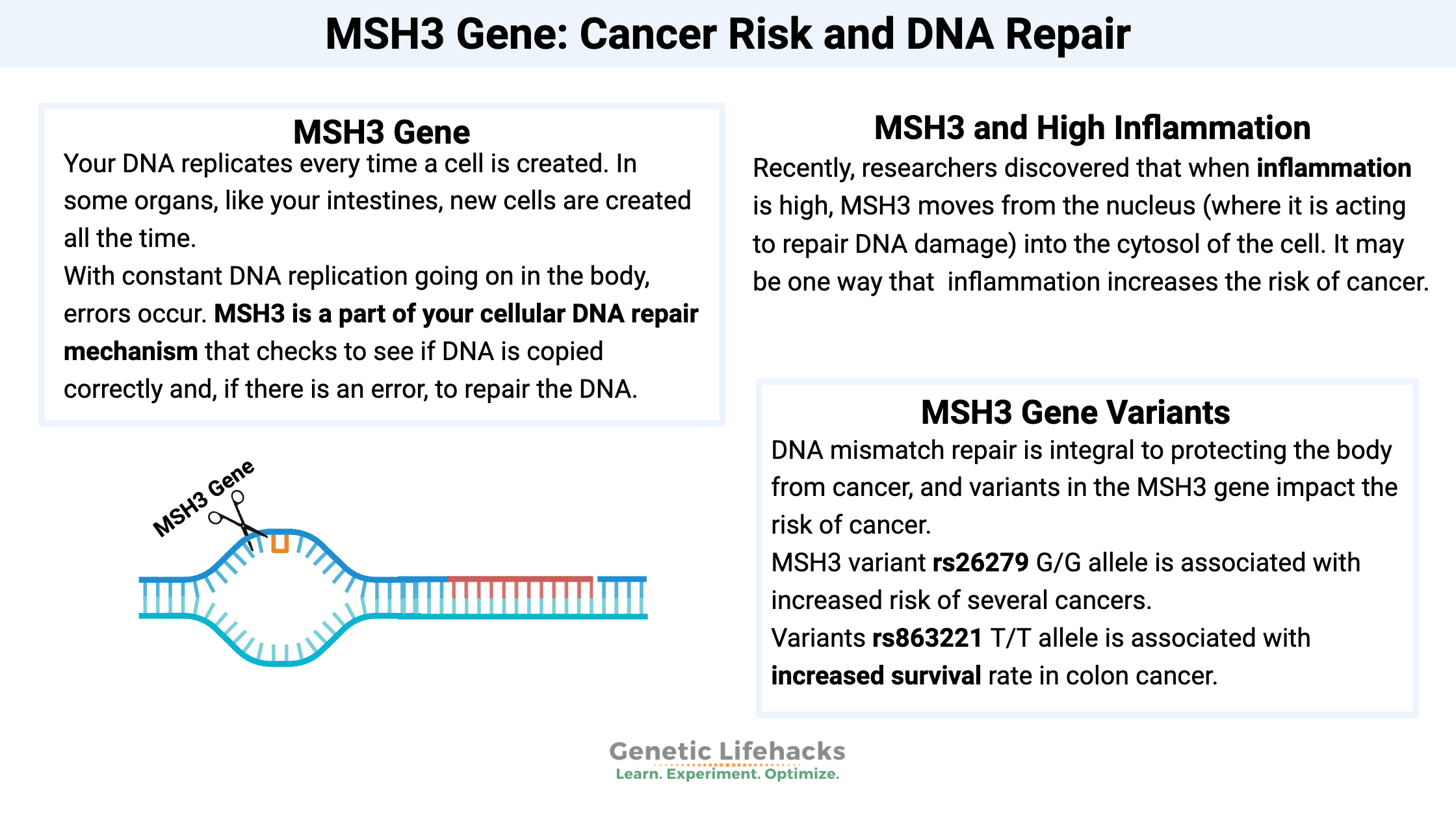 MSH3 Gene: Cancer Risk and DNA Repair