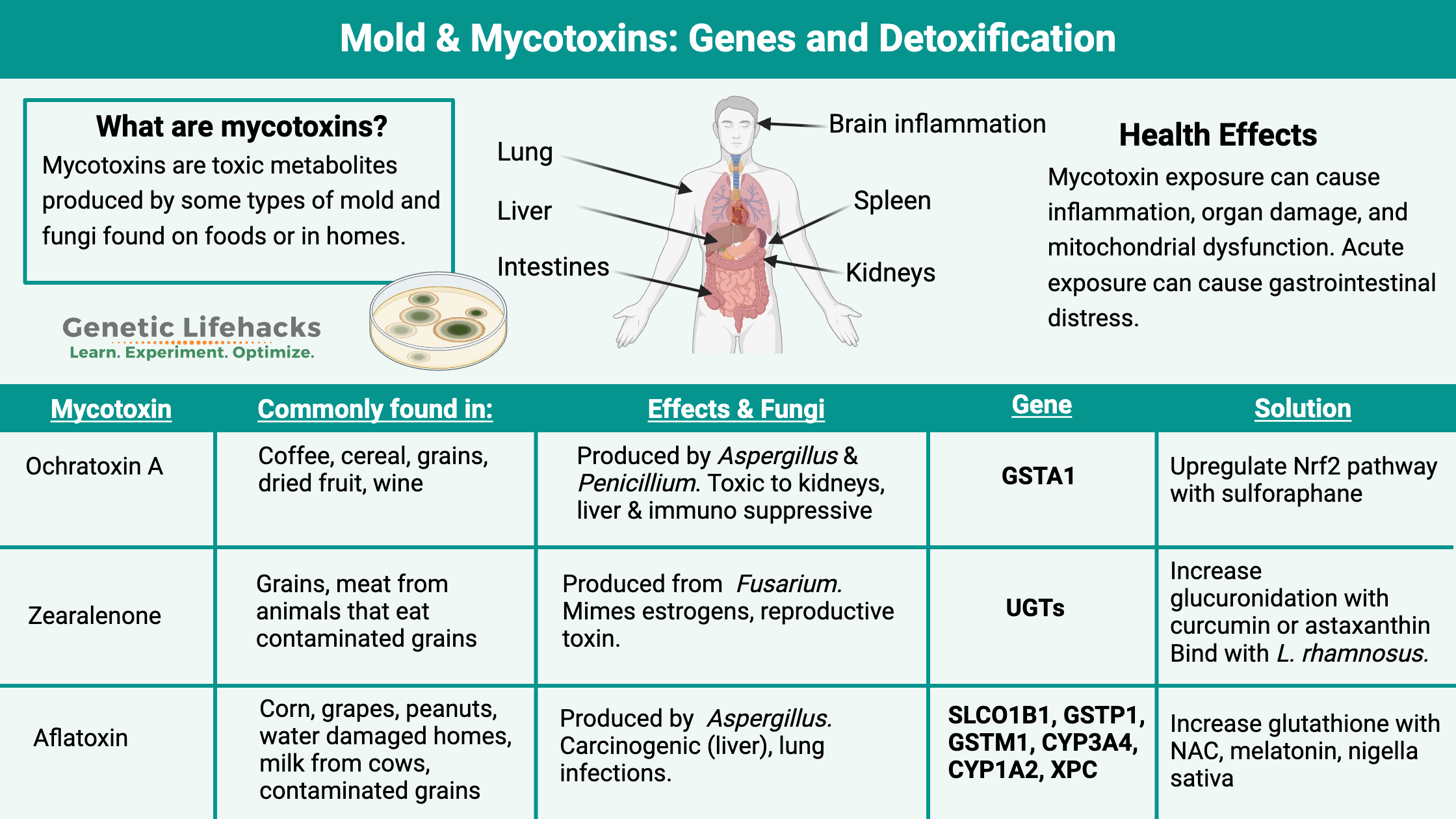 Mycotoxins, Mold genes, mycotoxins detoxification