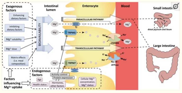 Magnesium deficiency? Genes that Impact Magnesium Levels