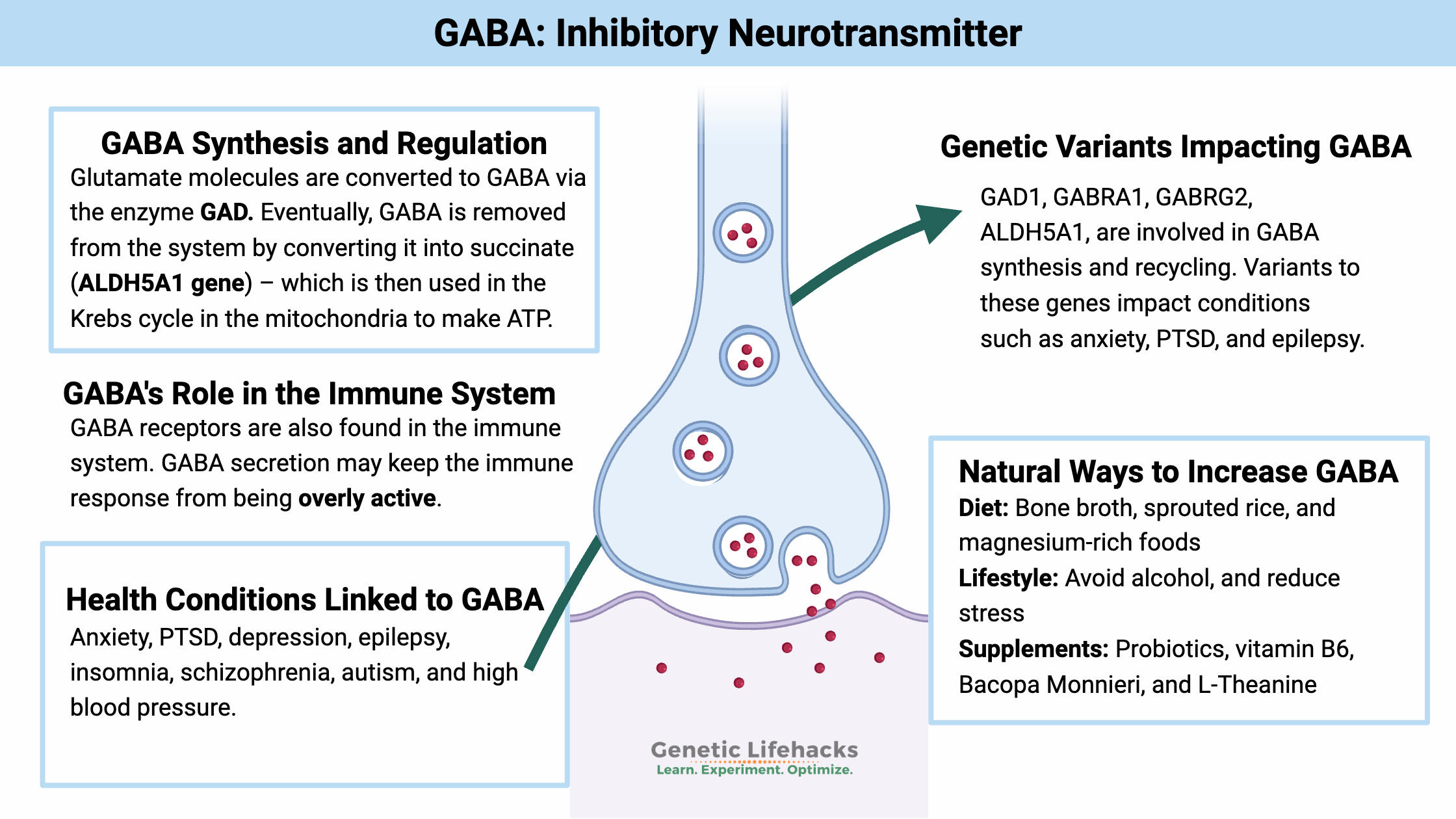 GABA neurotransmitter, recycling and synthesis, genetic variants affecting GABA, ways to naturally increase GABA