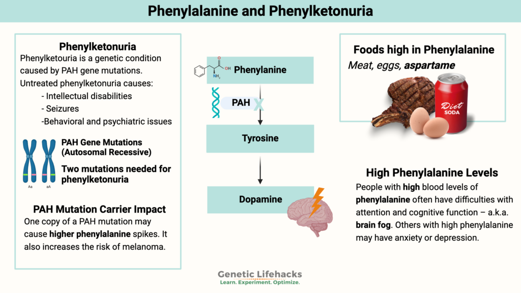 Phenylalanine and Phenylketonuria genetic variants. Foods high in Phenylalanine. high Phenylalanine and brain fog