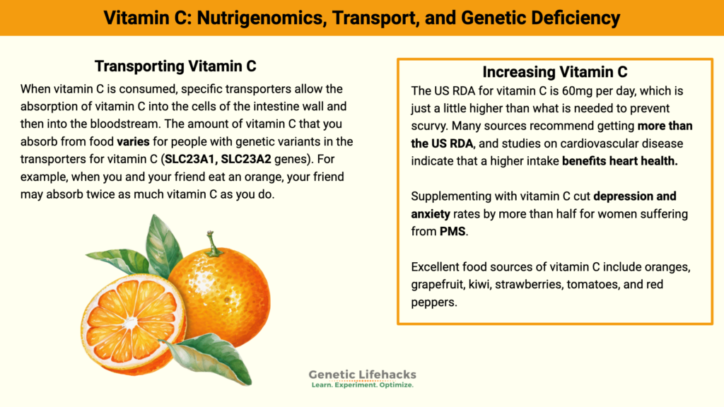 Vitamin C: Nutrigenomics, Transport, and Genetic Deficiency, Vitamin C transport genes SLC23A1, SLC23A2. Food sources of vitamin C