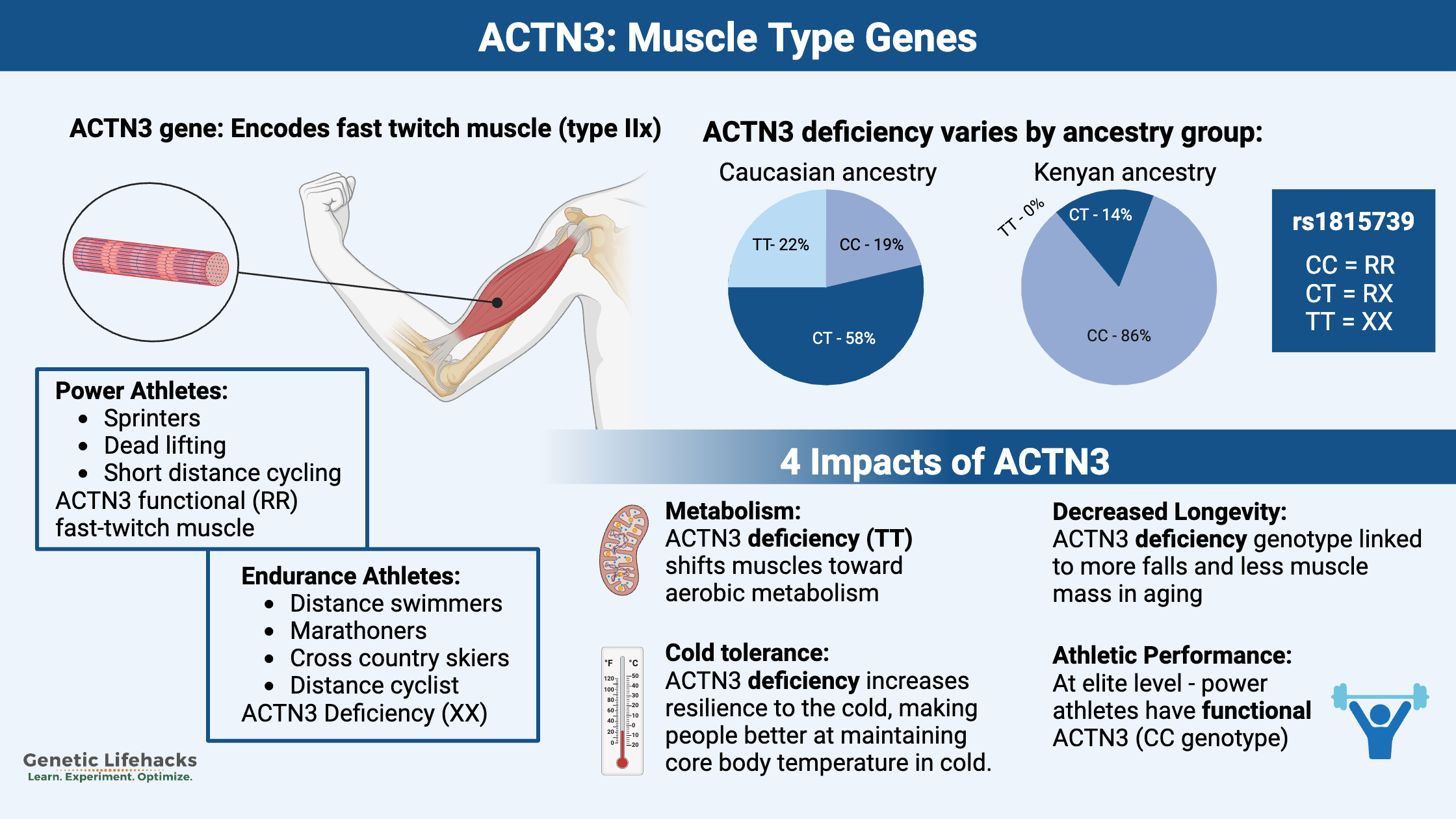 ACTN3 fast muscle type genetics