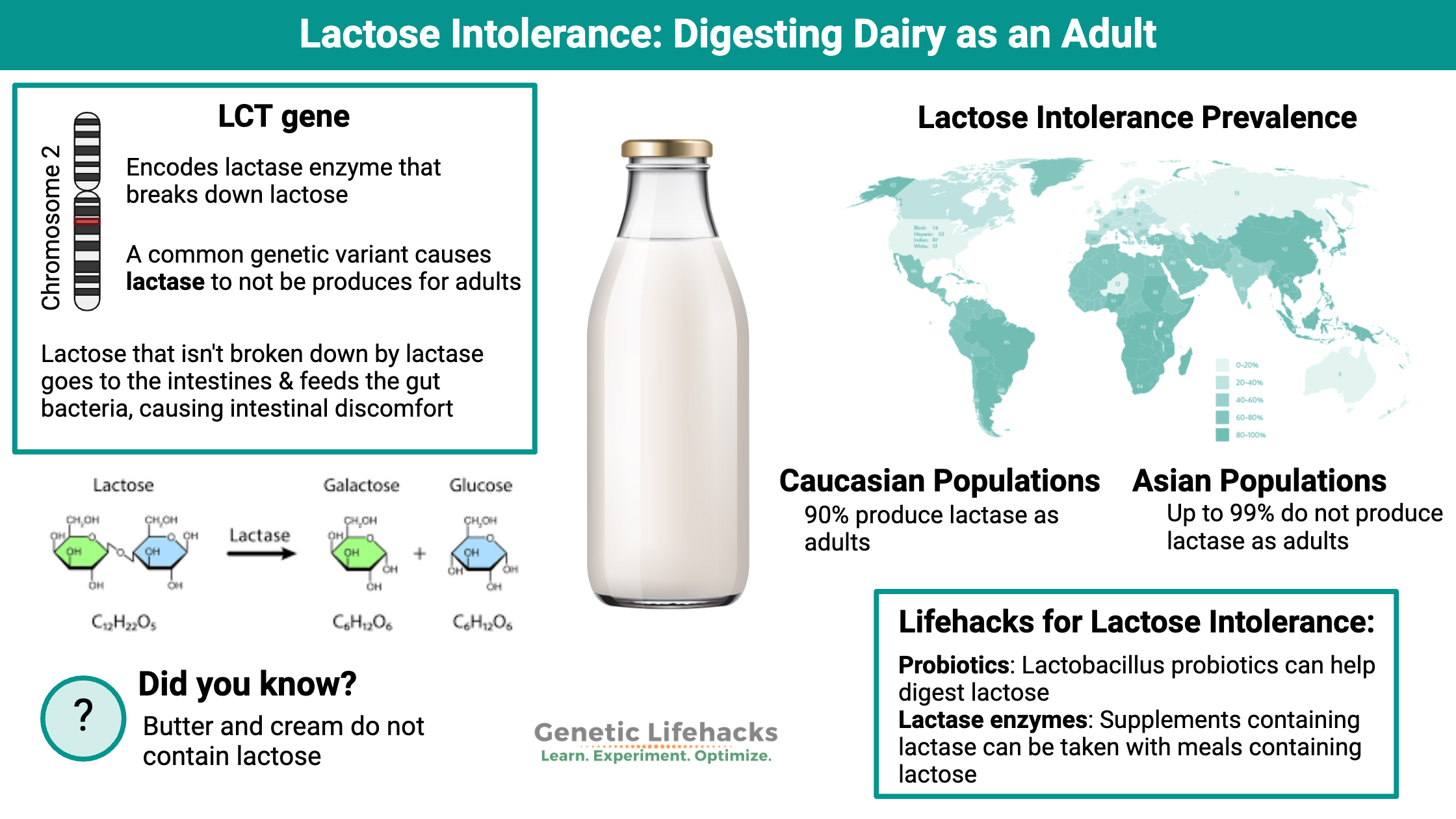 LCT Gene and lactose intolerance, lactose intolerance by population group, find in 23andMe, AncestryDNA data