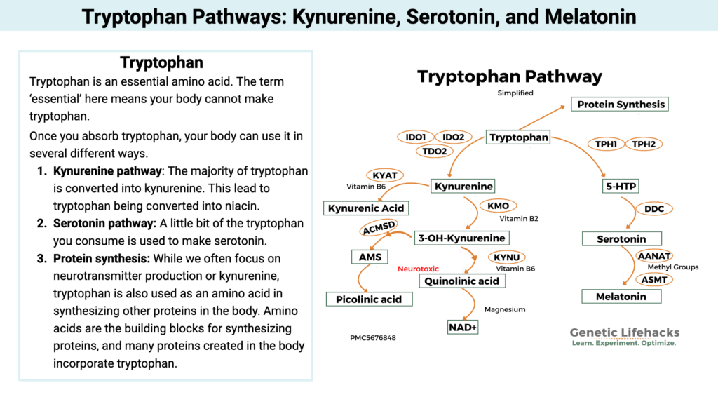 Tryptophan Pathways: Kynurenine, Serotonin, and Melatonin. Tryptophan pathway