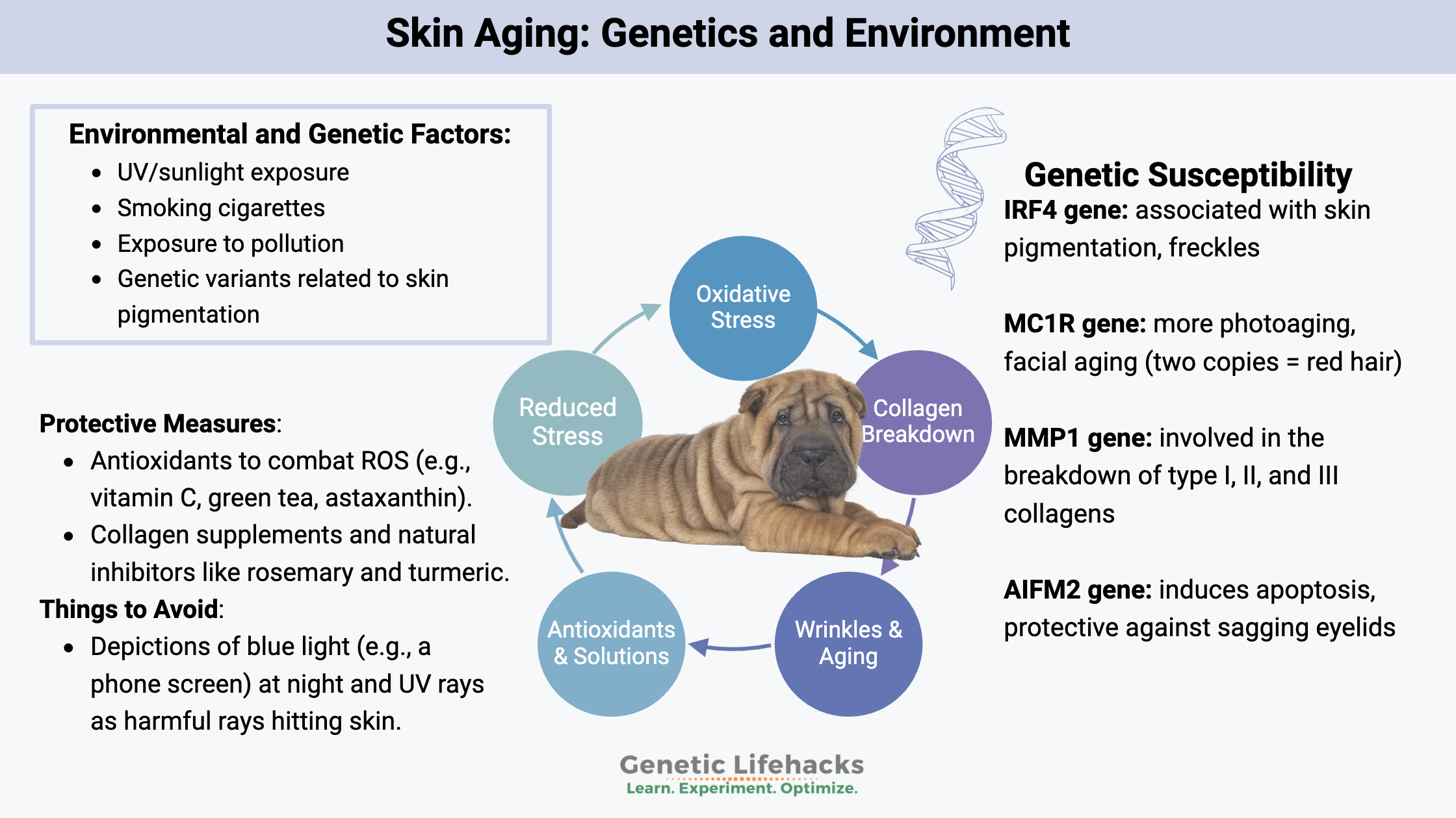 Genetics and Environmental factors of Skin Aging