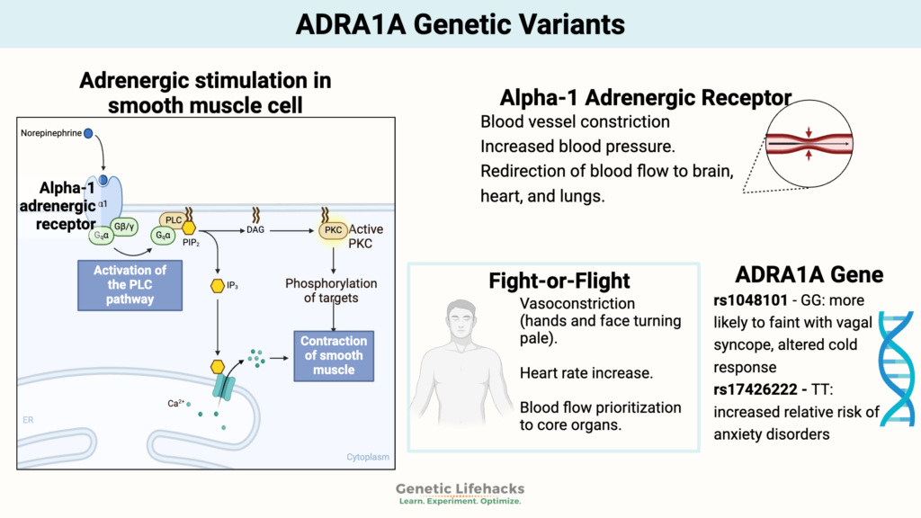 ADRA1A Genetic Variants, fight or flight response