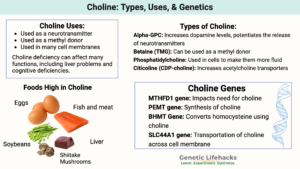 Types of Choline, Choline Genes, Foods high in Choline