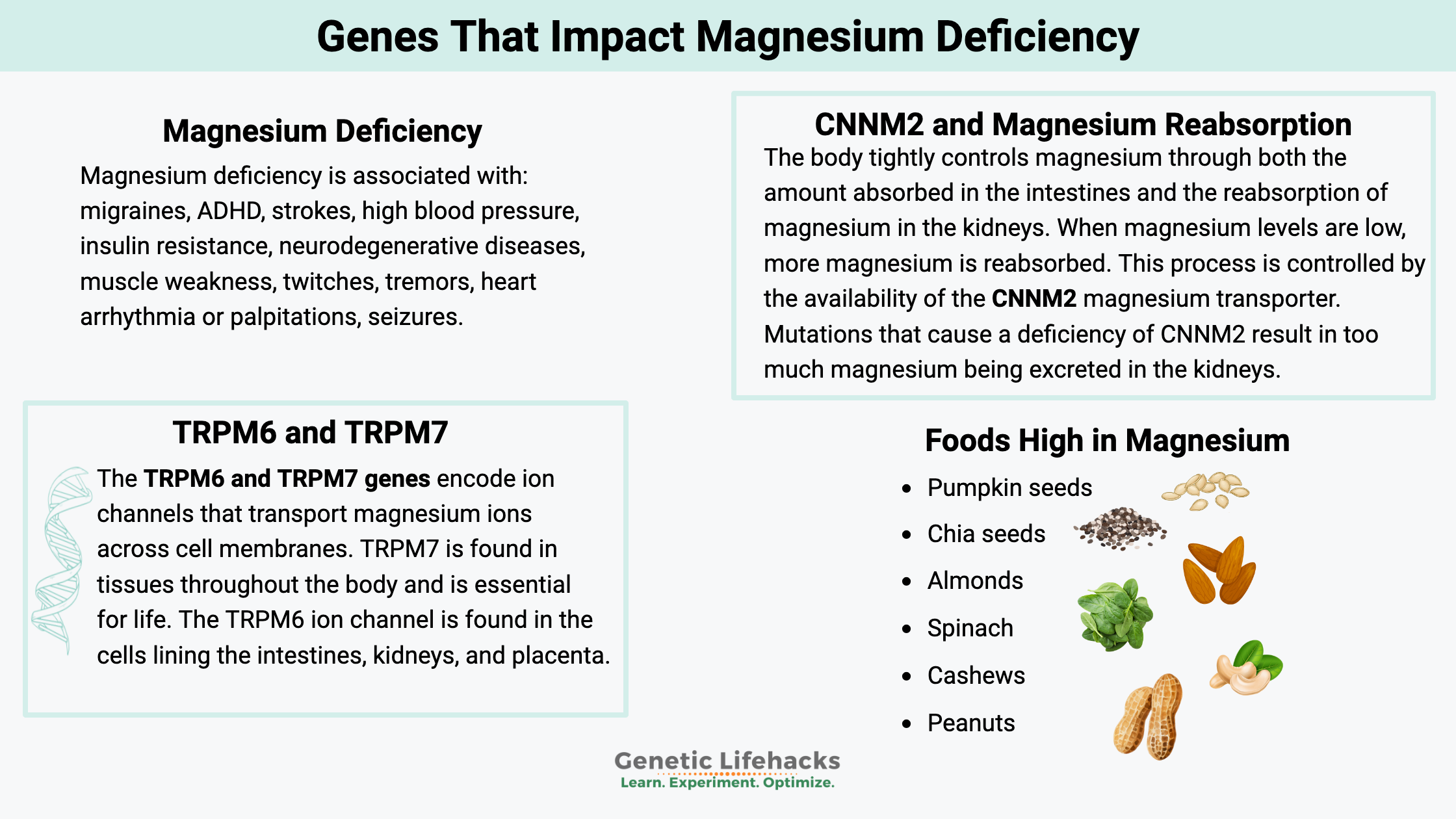 Genes That Impact Magnesium Deficiency, magnesium transport and magnesium reuptake, foods high in magnesium