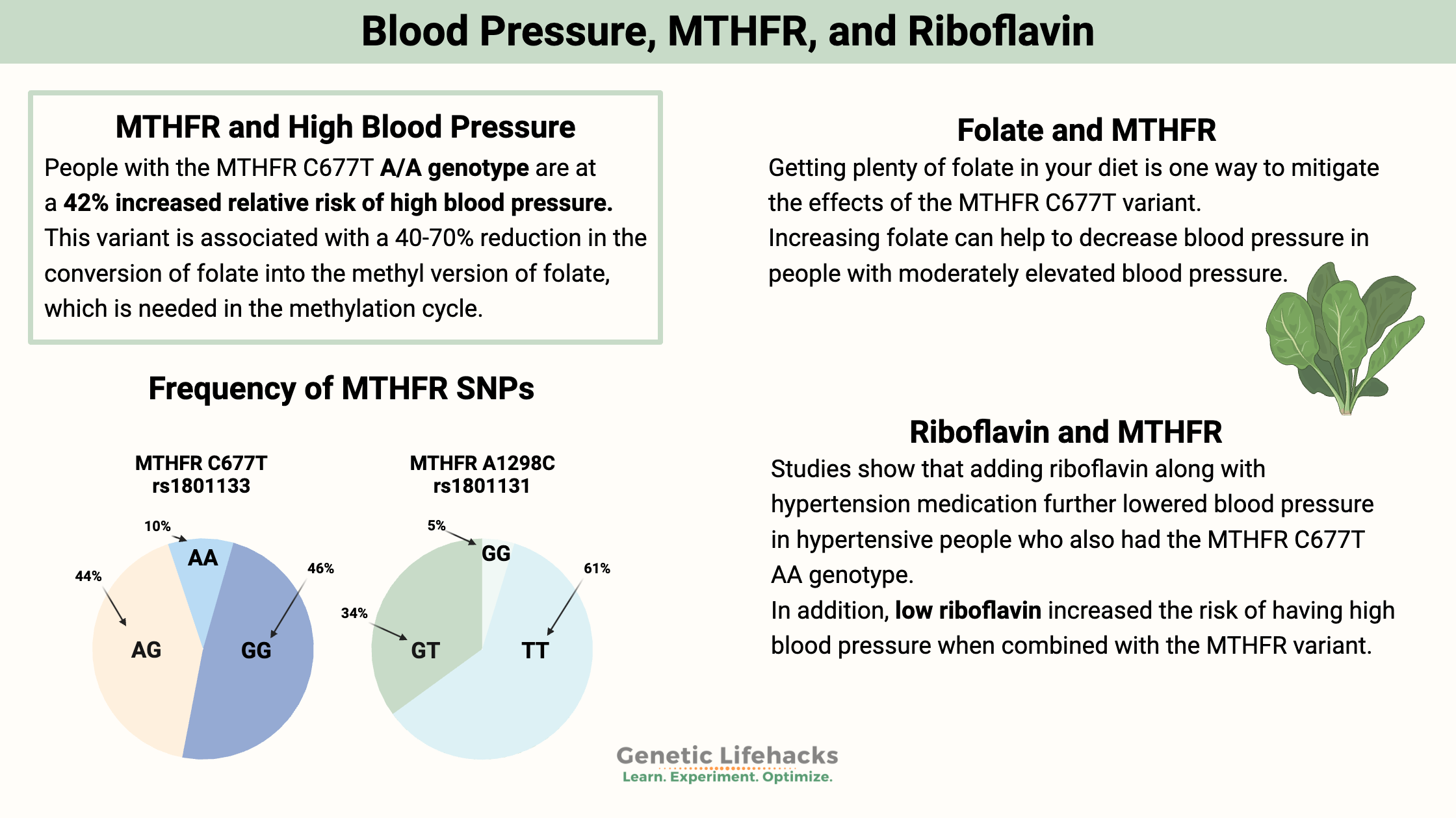 Blood Pressure, MTHFR, and Riboflavin