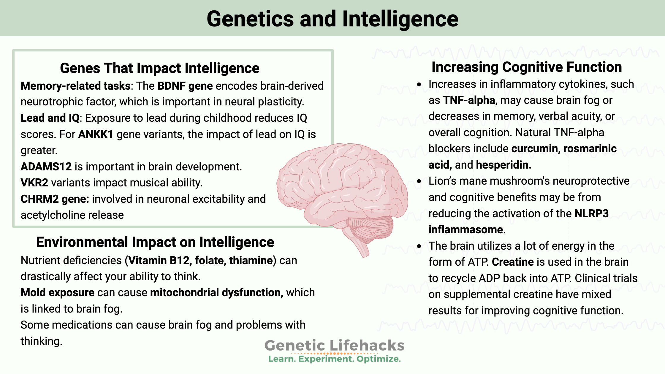 Genetics and Intelligence: Influencing Genes and Paths to Optimization