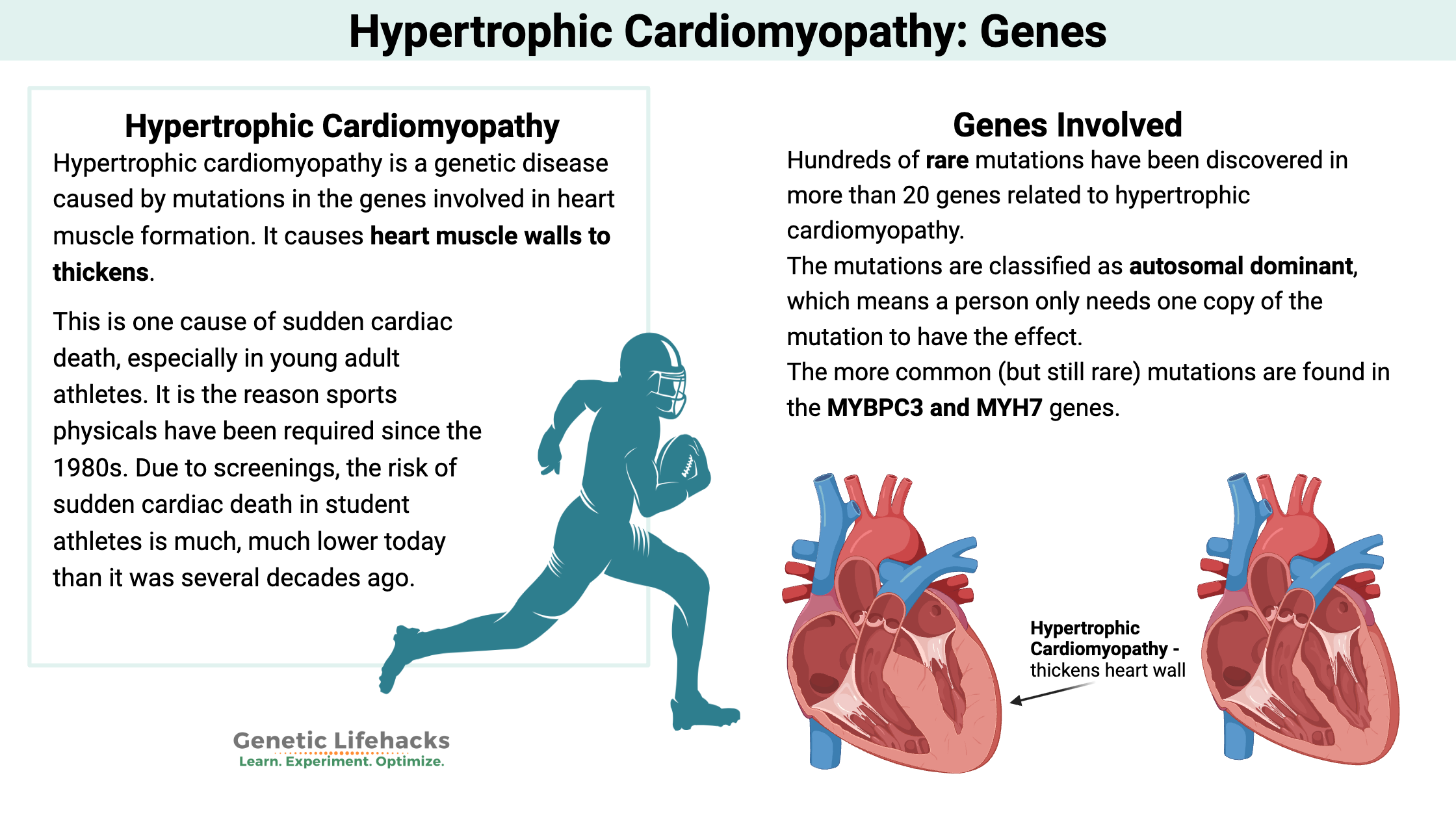 Sudden Cardiac Death and Hypertrophic Cardiomyopathy