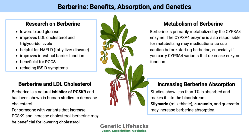 Studies on Berberine benefits, ways to increase berberine absorption, cautions before starting berberine