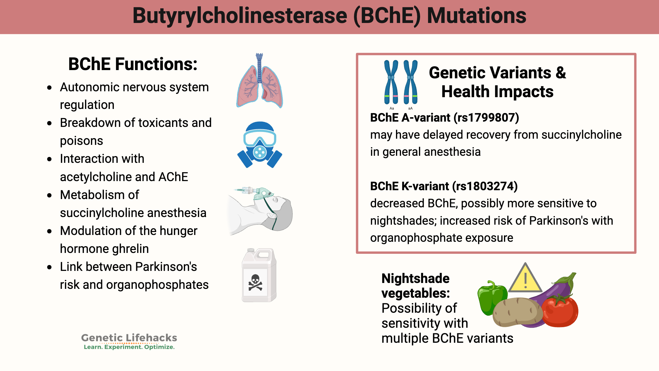 Butyrylcholinesterase (BChE) gene Mutations, foods to avoid with BChE gene variants