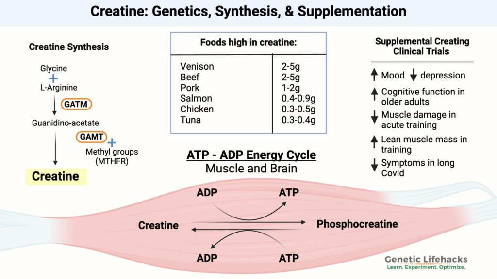 Creatine Synthesis, Foods high in creatine, creatine benefits