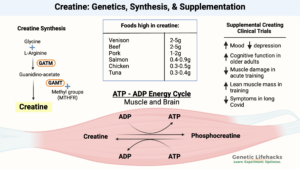 Creatine Synthesis, Foods high in creatine, creatine benefits