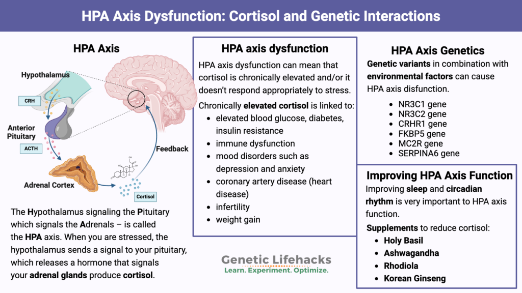 HPA Axis disfunction, ways to reduce cortisol levels, genetic variants related to HPA Axis disfunction.