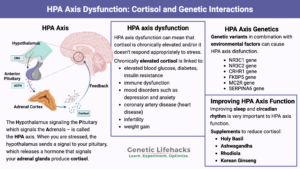 HPA Axis disfunction, ways to reduce cortisol levels, genetic variants related to HPA Axis disfunction.