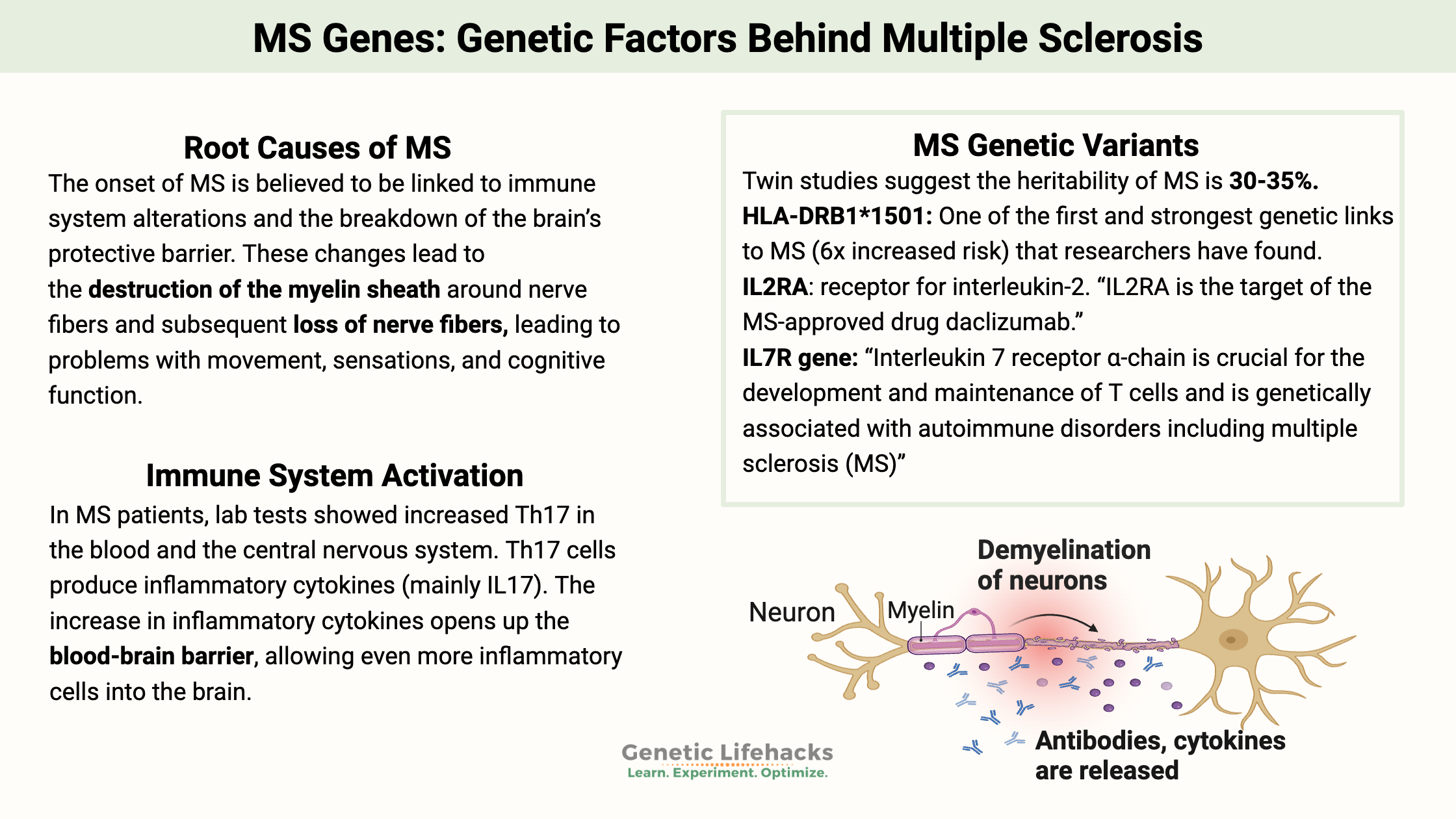 MS Genes: Genetic Factors Behind Multiple Sclerosis