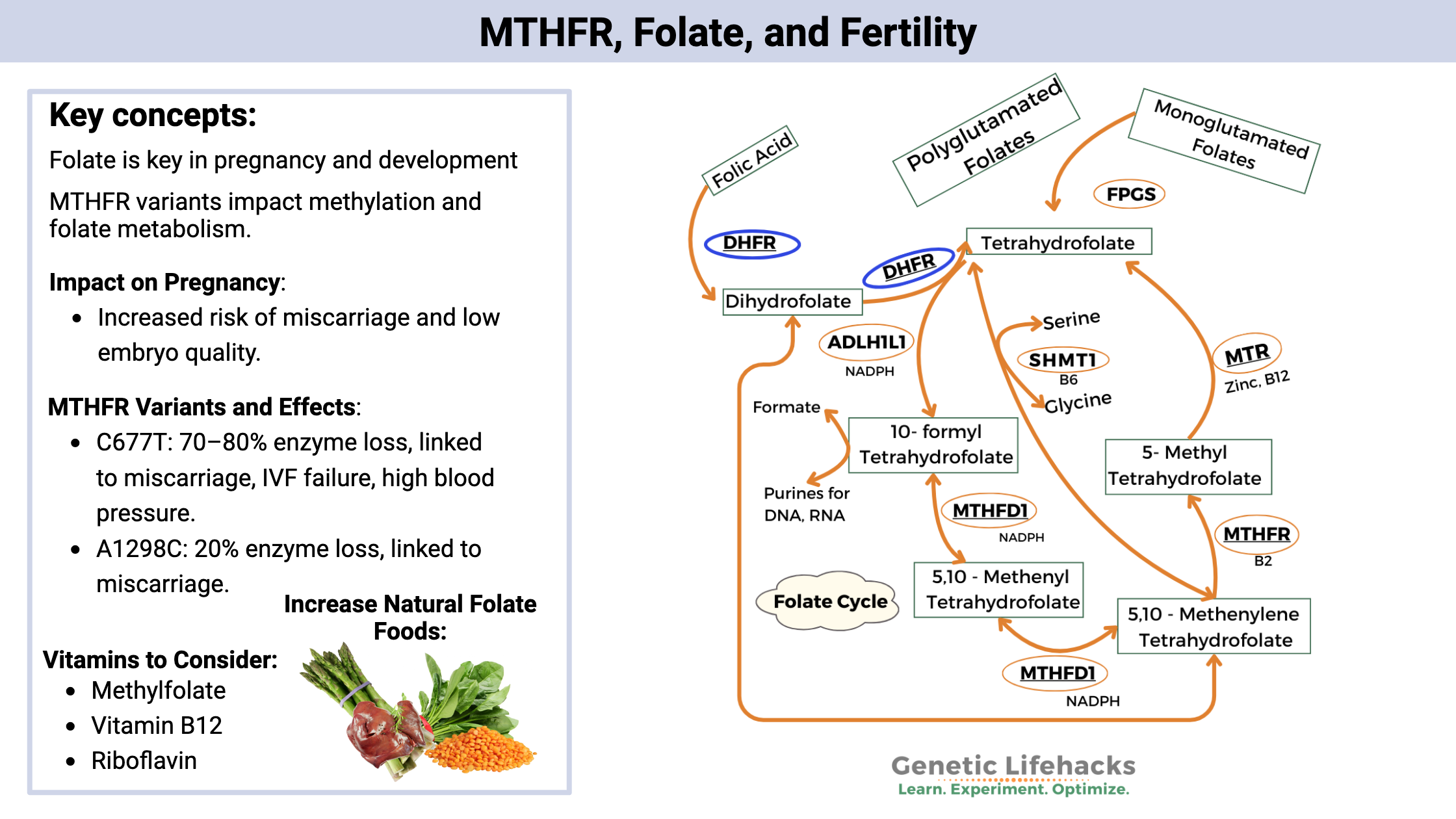 MTHFR, Folate, and Fertility