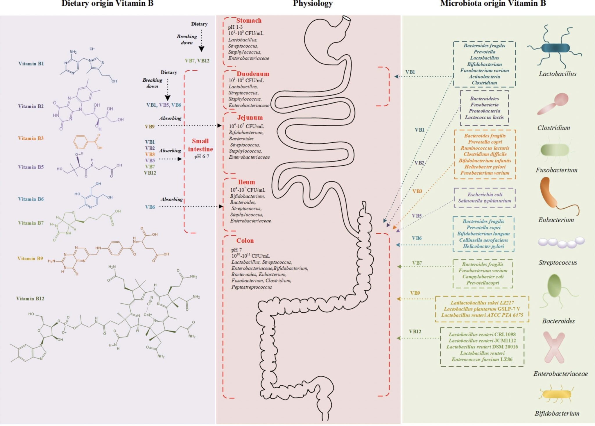 News And Research: B Vitamins And The Gut Microbiome