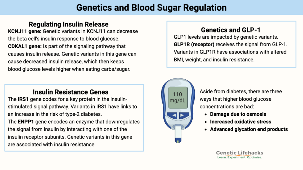 Genetics and Blood Sugar Regulation