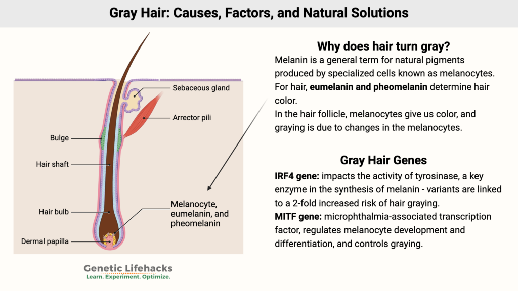 Gray Hair: Causes, Factors, and Natural Solutions